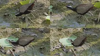 异族兽类视频vc400